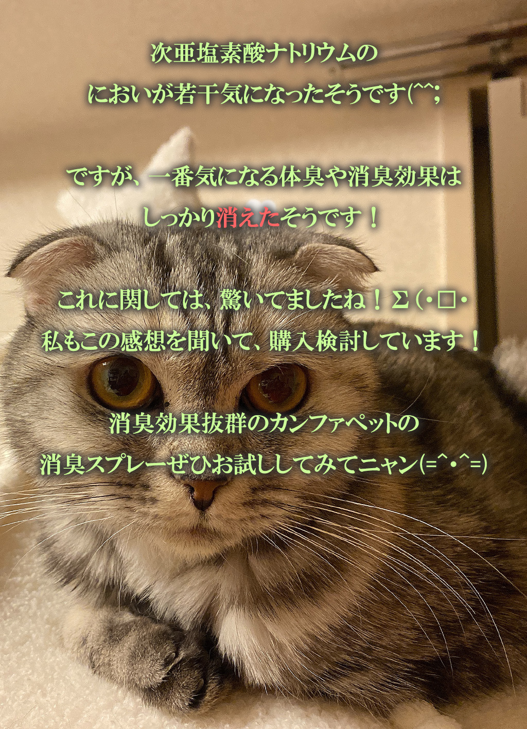 次亜塩素酸ナトリウムの
においが若干気になったそうです(^^;

ですが、一番気になる体臭や消臭効果は
しっかり消えたそうです！

これに関しては、驚いてましたね！Σ（・□・
私もこの感想を聞いて、購入検討しています！

消臭効果抜群のカンファペットの
消臭スプレーぜひお試ししてみてニャン(=^・^=)